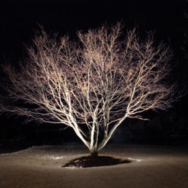 Tree Uplighting, Rockland CT