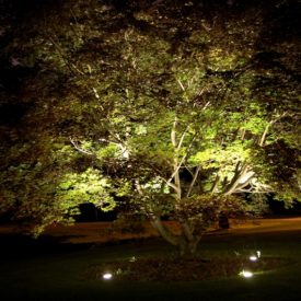 Tree Lighting, Enfield, CT